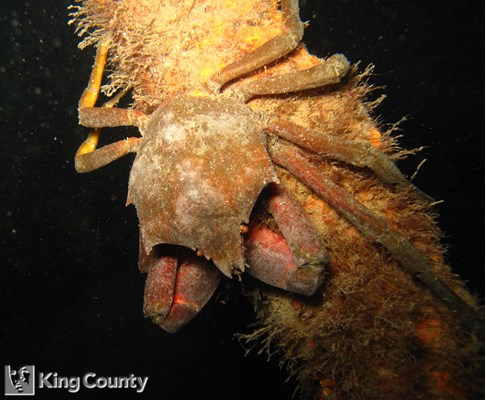 Photo of Pugettia producta